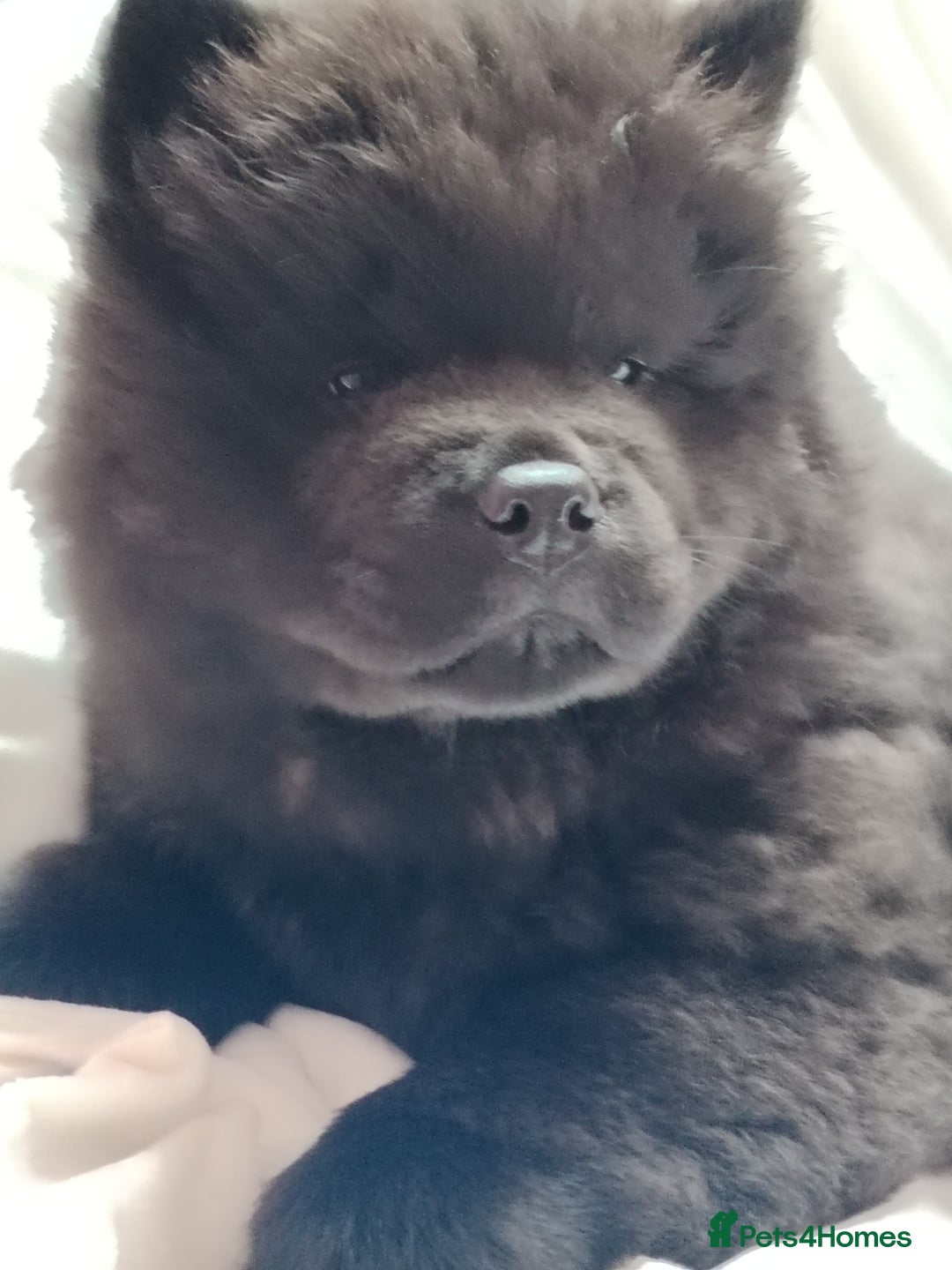 Chow Chow dogs for sale:  KC registered Chow Chow puppies for sale.🤗 - Image 19