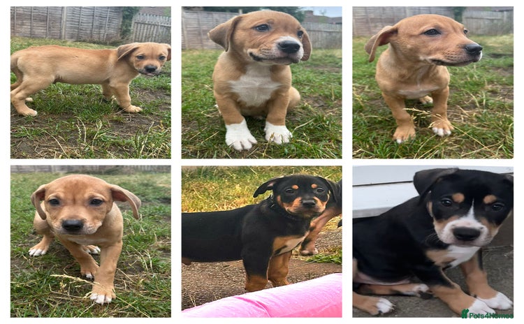 Mixed Breed dogs - Advert 1
