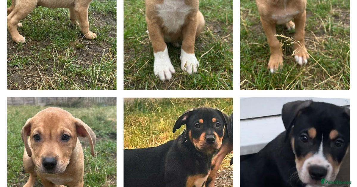 Pocket Bullador Puppies for sale in Sheffield Pets4Homes