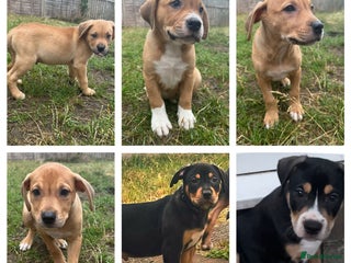 Mixed Breed dogs - Advert 11