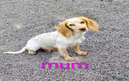 Cocker Spaniel dogs for sale: Working Cocker spaniel puppies  - Image 6
