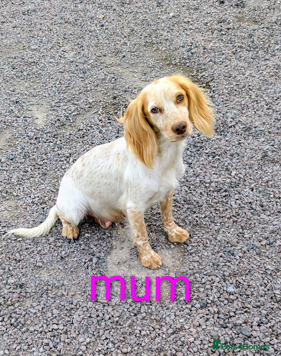 Cocker Spaniel dogs for sale: Working Cocker spaniel puppies  - Image 6