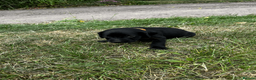 Labrador Retriever dogs for sale: Working Labrador Retriever Puppies - Advert 7
