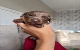 Miniature Dachshund dogs for sale: Isabella tan miniture dachshunds🐾 - Image 4