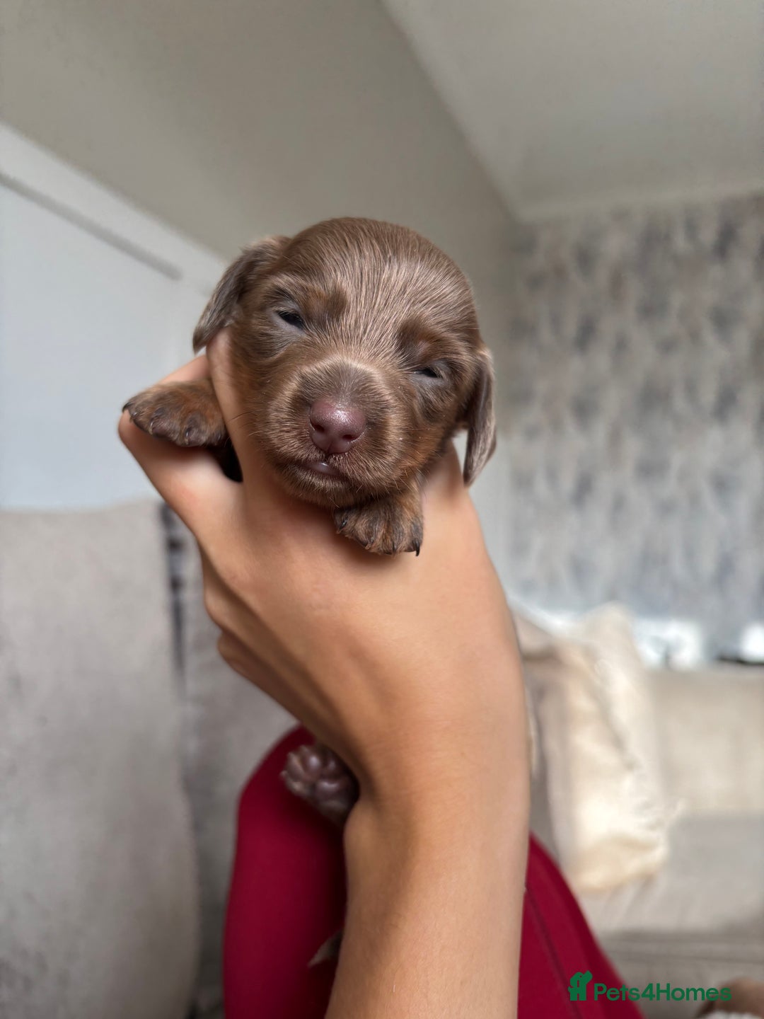 Miniature Dachshund dogs for sale: Isabella tan miniture dachshunds🐾 - Image 4