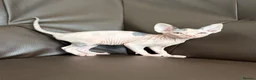 Sphynx cats for sale: sphynx kittens for sale - Advert 13
