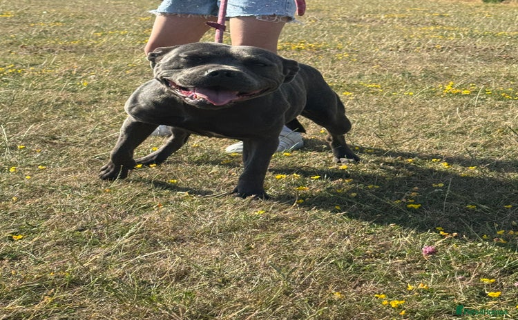 Staffordshire Bull Terrier dogs - Advert 7