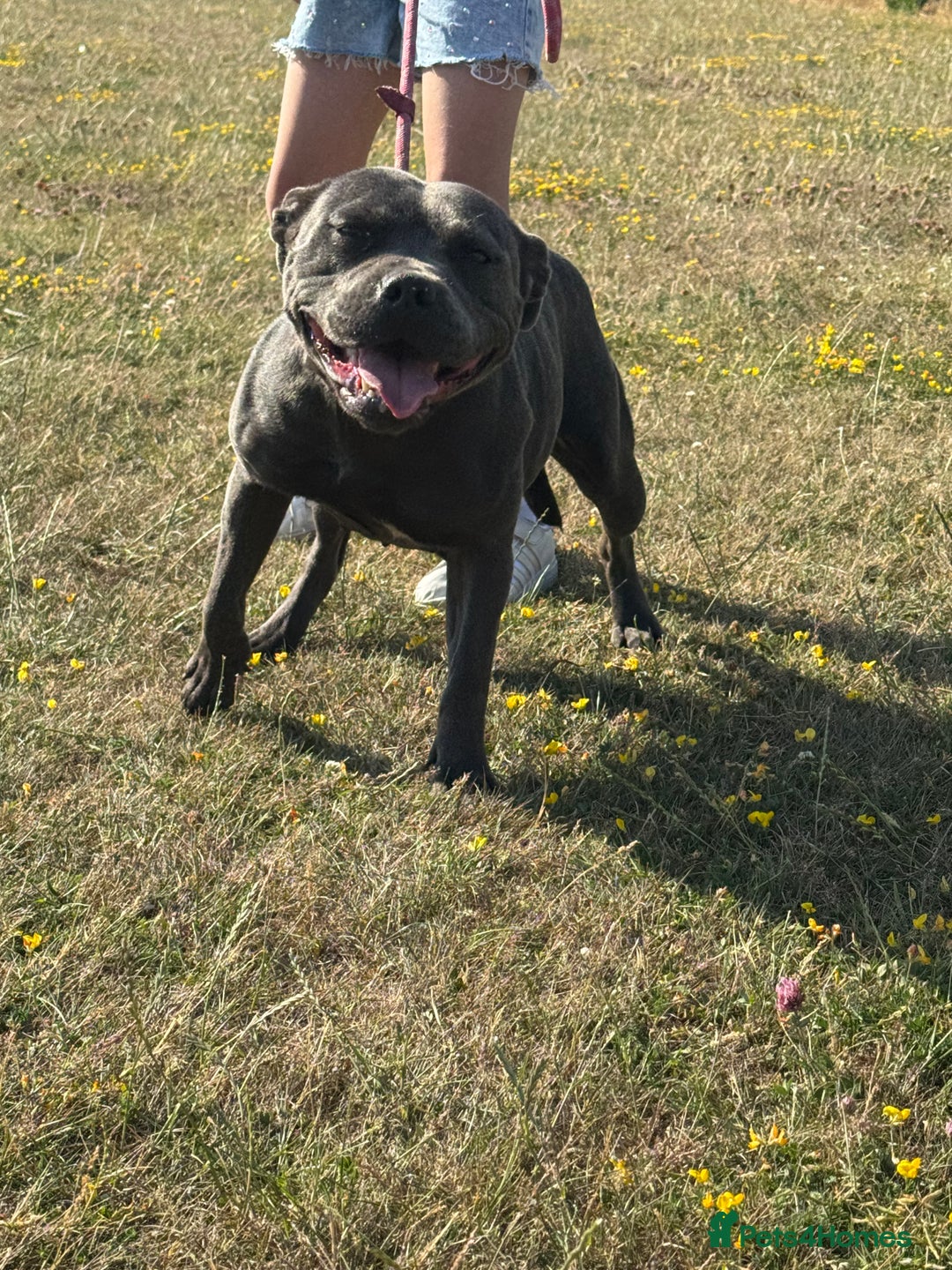 Staffordshire Bull Terrier dogs for sale: staffordshire bull terrier female  - Image 1