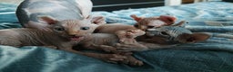 Sphynx cats for sale: Unique Elf, Sphynx & Dwelf Babies - Advert 6