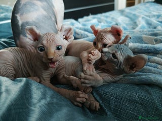 Sphynx cats Unique Elf, Sphynx & Dwelf Babies - Advert 1