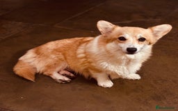 Welsh Corgi Pembroke dogs for sale: 2 Tri/KC girls from health tested parents - Image 8