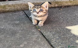 Mixed Breed cats for sale: Kittens for sale please read description  - Image 3