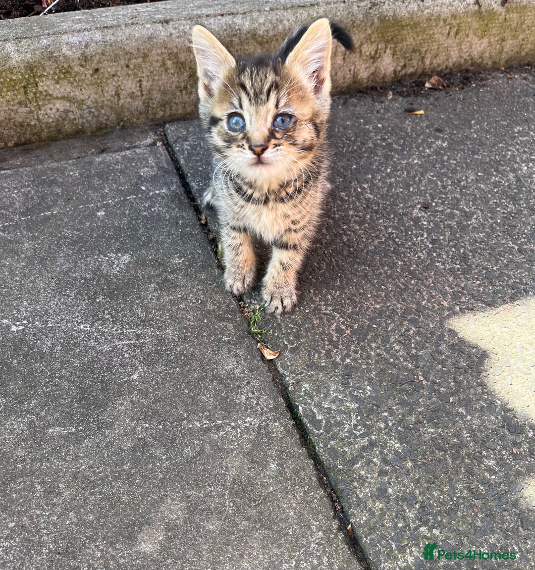 Mixed Breed cats for sale: Kittens for sale please read description  - Image 3