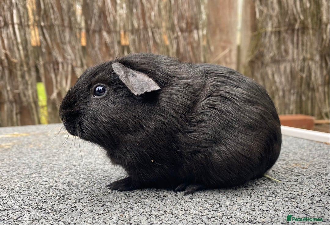 Guinea Pig rodents for sale: Pedigree black smooth skinny carrier Guinea pig  - Image 1