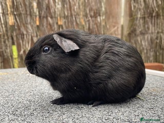 Guinea Pig rodents - Advert 6