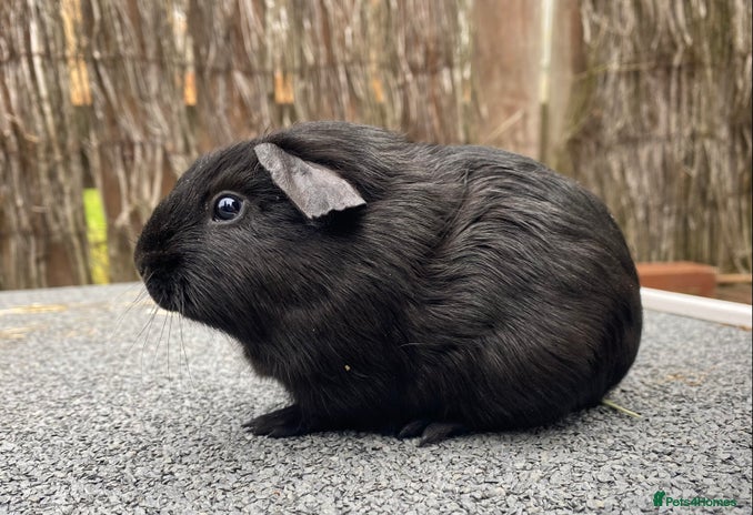 Guinea Pig rodents - Advert 4