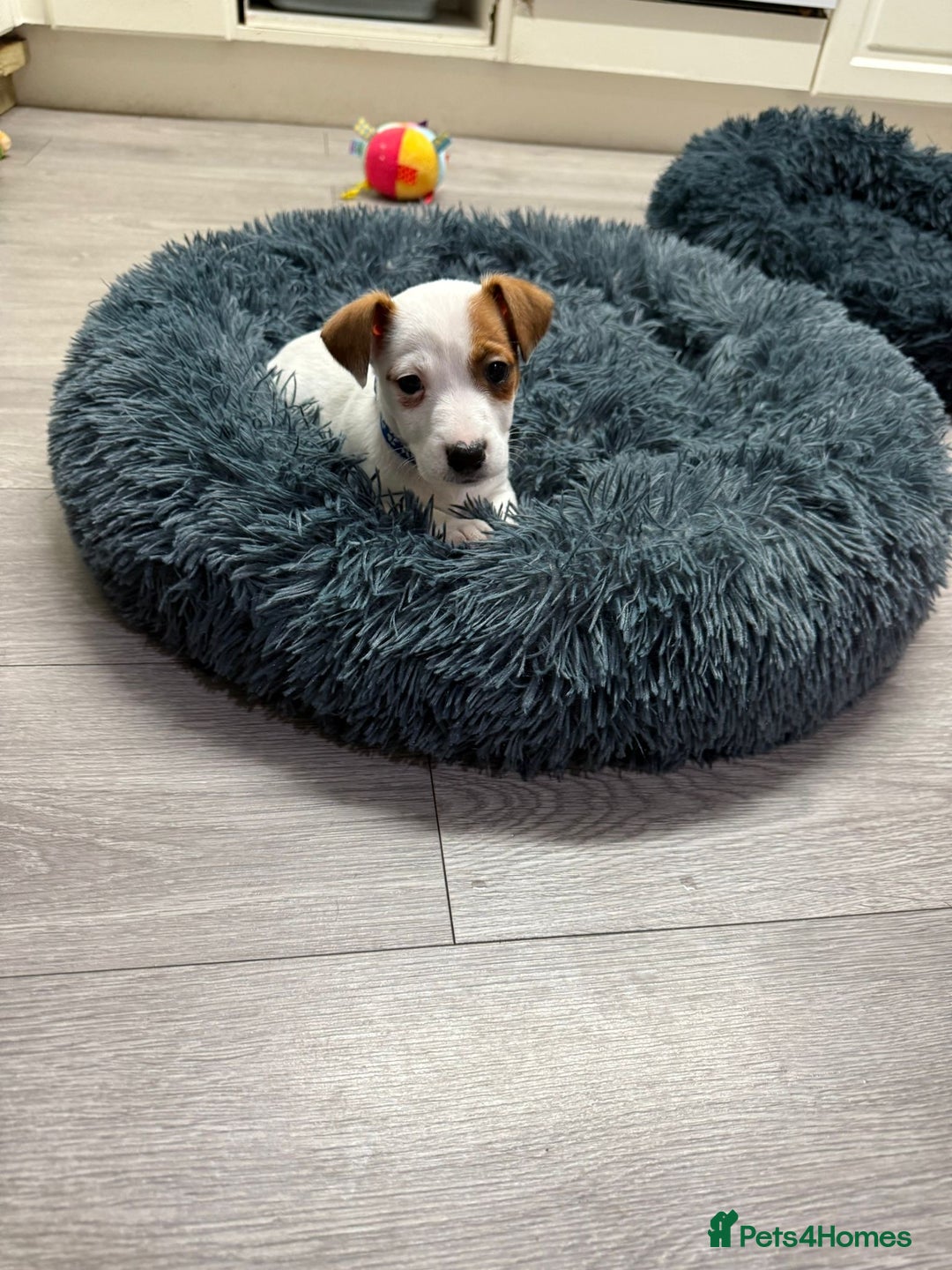 Jack Russell dogs for sale: 8 Week Old Jack Russel Puppies  - Advert 11