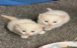 Ragdoll cats for sale: VERY RARE CREAM FLARE BICOLOUR RAGDOLL KITTEN - Image 12
