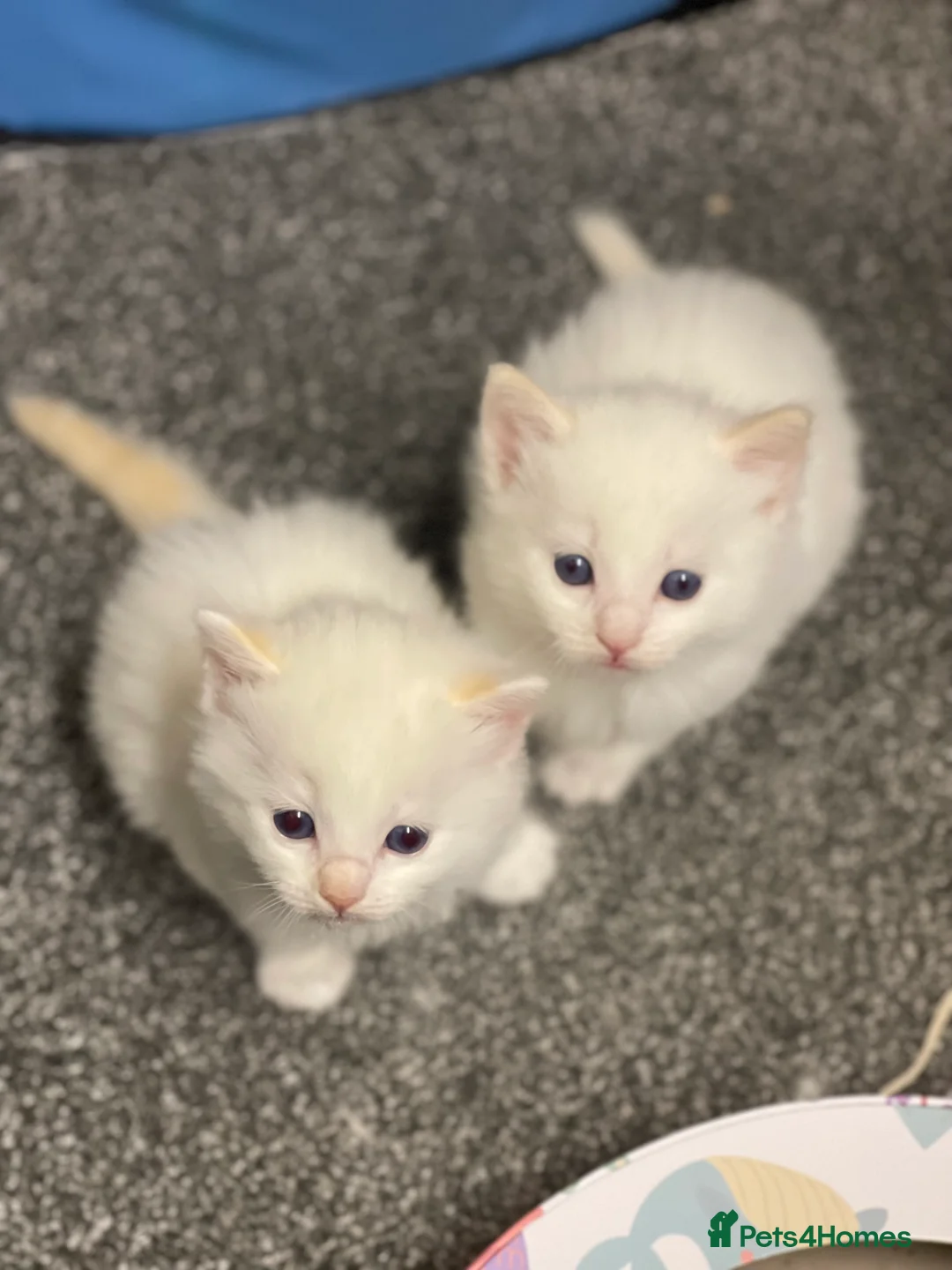 Ragdoll cats for sale: VERY RARE CREAM FLARE BICOLOUR RAGDOLL KITTEN - Advert 12