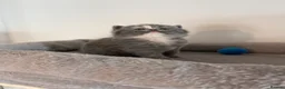 British Shorthair cats for sale: British Shorthair Kittens 😻✨ - Advert 9