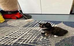 Mixed Breed cats for sale: 2 baby girl kittens for sale  - Image 4