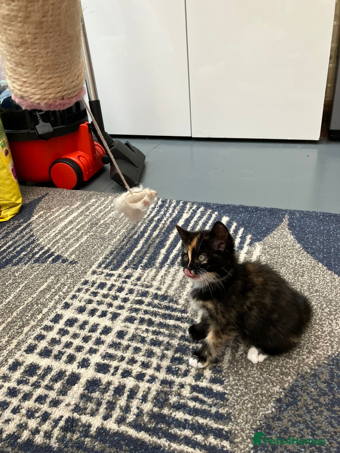 Mixed Breed cats for sale: 2 baby girl kittens for sale  - Image 4