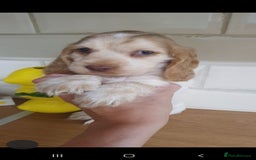 Cocker Spaniel dogs for sale: Ready to leave now - Image 3