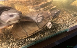 Turtle reptiles for sale: two common Musck /spinkpot turtles with set up - Image 2