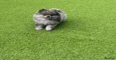 Pomeranian dogs - Advert 7