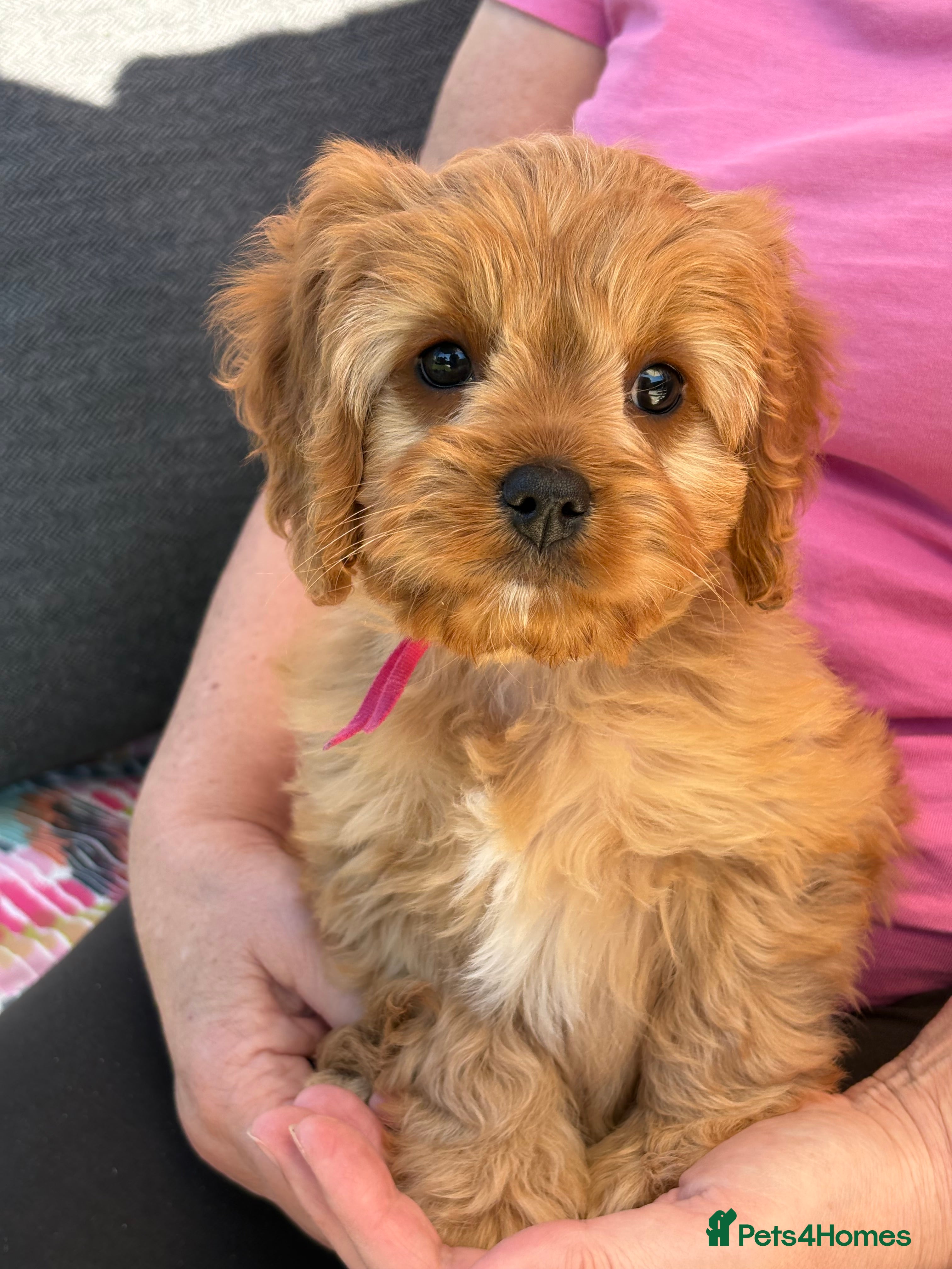 Cavapoo dogs READY NOW F1 Cavapoo pups health tested - Advert 2