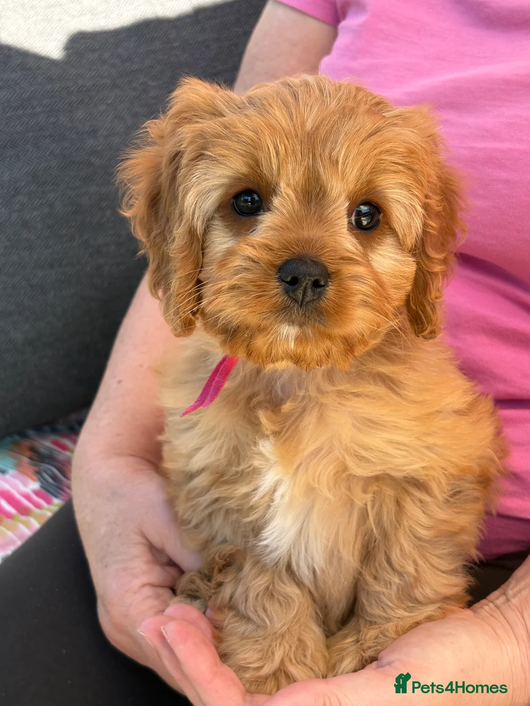 Cavapoo dogs for sale: READY NOW F1 Cavapoo pups health tested - Advert 2