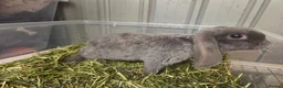 Mini Lop rabbits for sale: smokey blue plush velvet mini lop boy 8 weeks - Advert 7