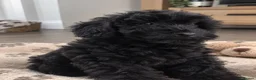Cavapoo dogs for sale: Exceptional health tested Cavapoo puppies - Advert 1