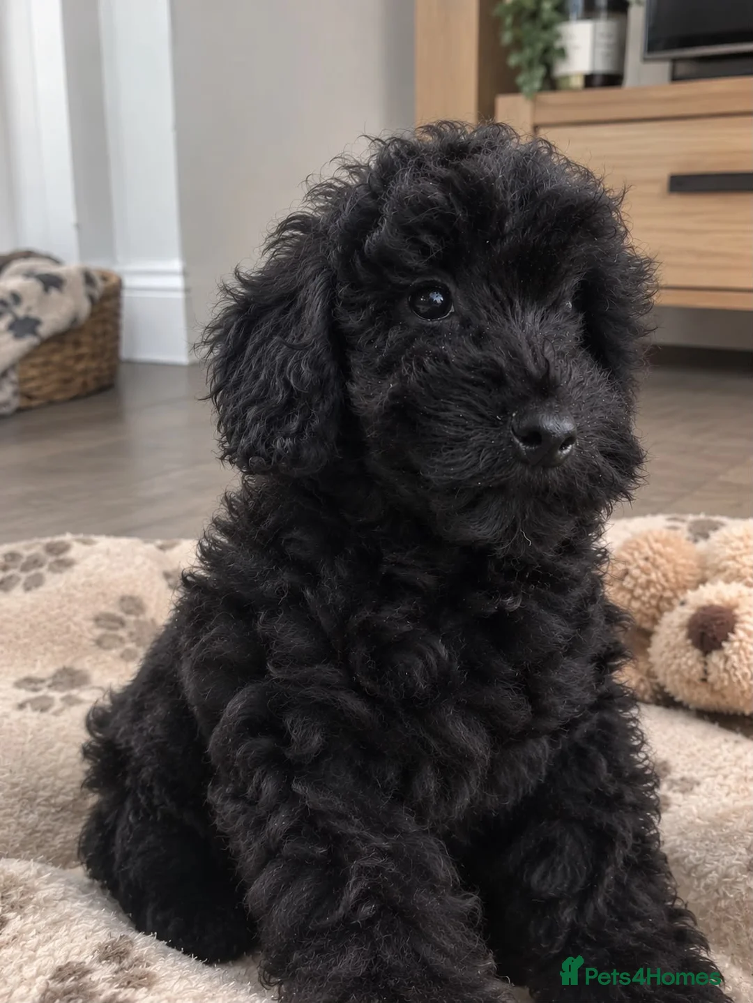 Cavapoo dogs for sale: Exceptional health tested Cavapoo puppies - Advert 1