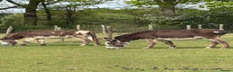 Donkey livestock for sale: Ben and Jerry, bonded gelding donkeys - Advert 3