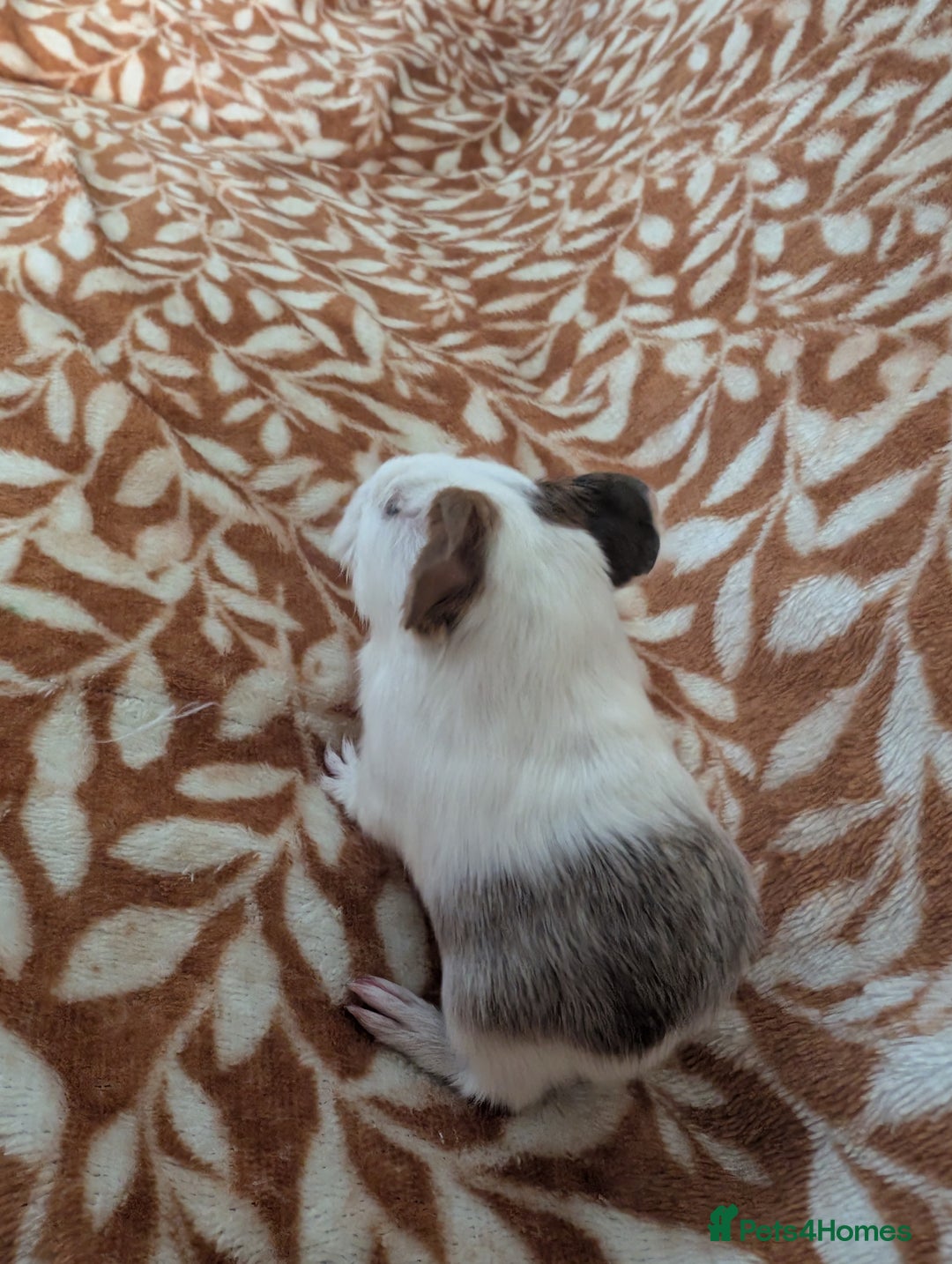 Guinea Pig rodents for sale:  baby guinea pigs  - Image 4