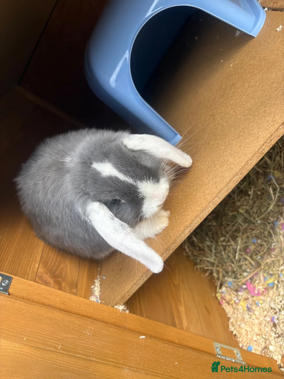 Mini Lop rabbits for sale: Mini lop rabbit/cage/accessories - Advert 2