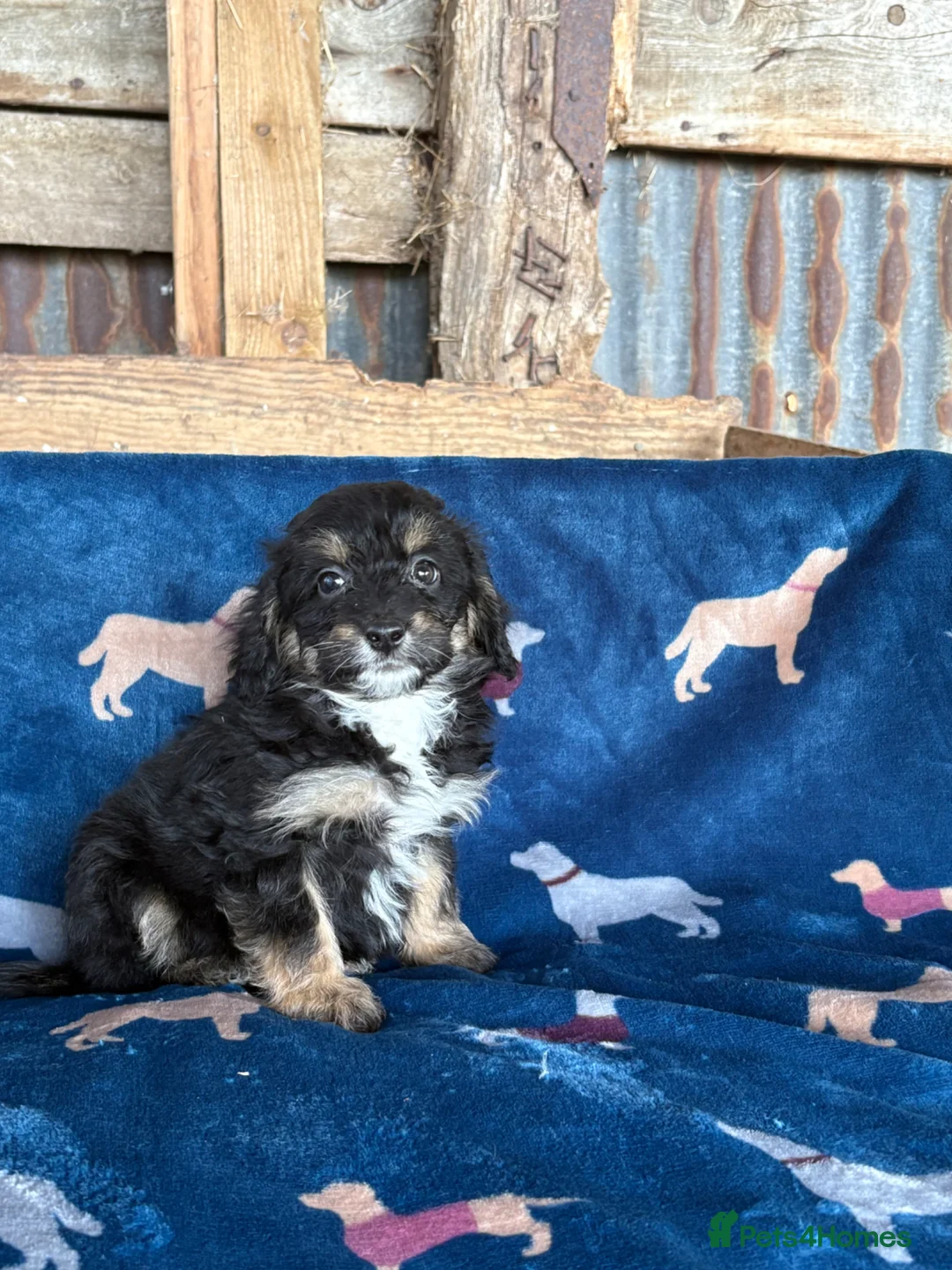 Bordoodle dogs for sale: Bordoodle puppies - Advert 2