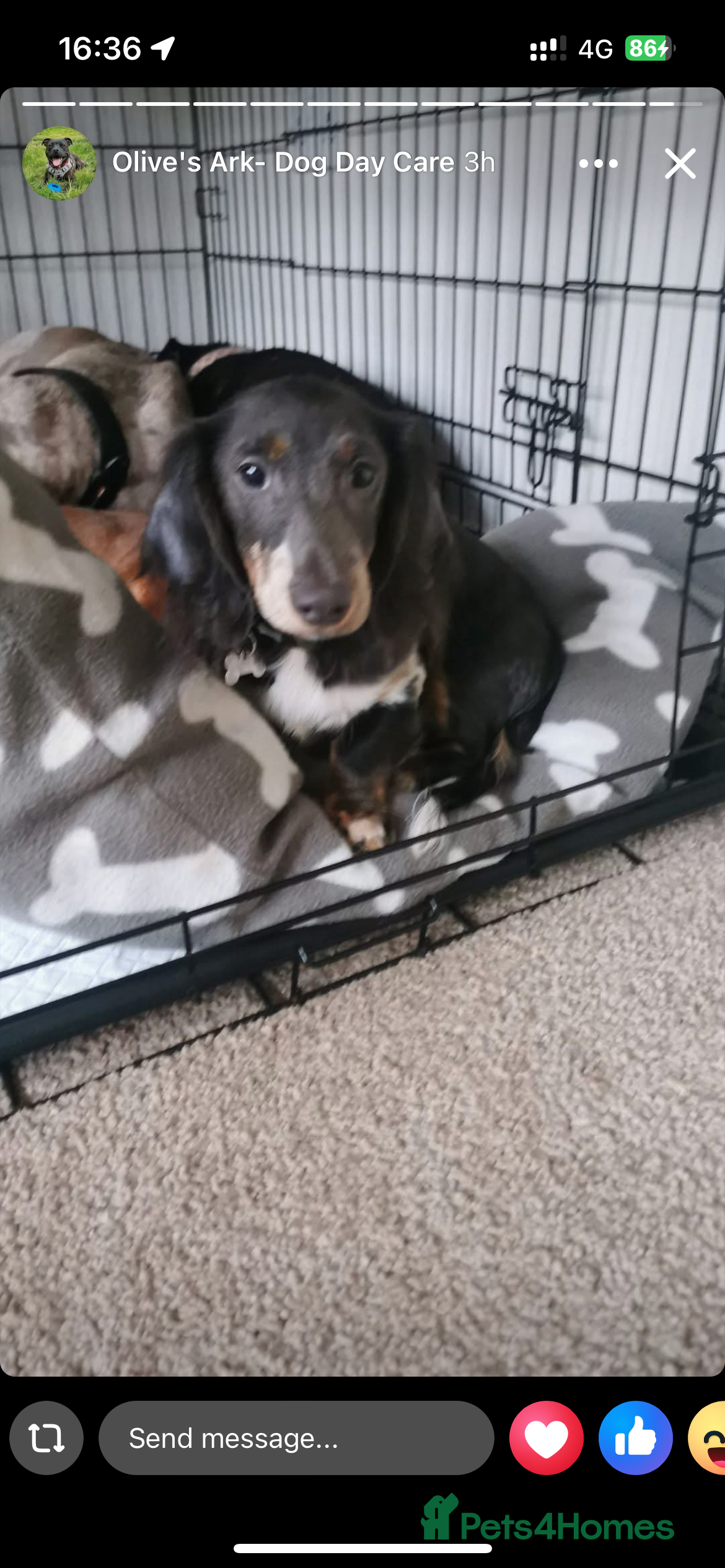 Dachshund dogs for sale: 2 9-month old Dachshunds for rehoming - Advert 6