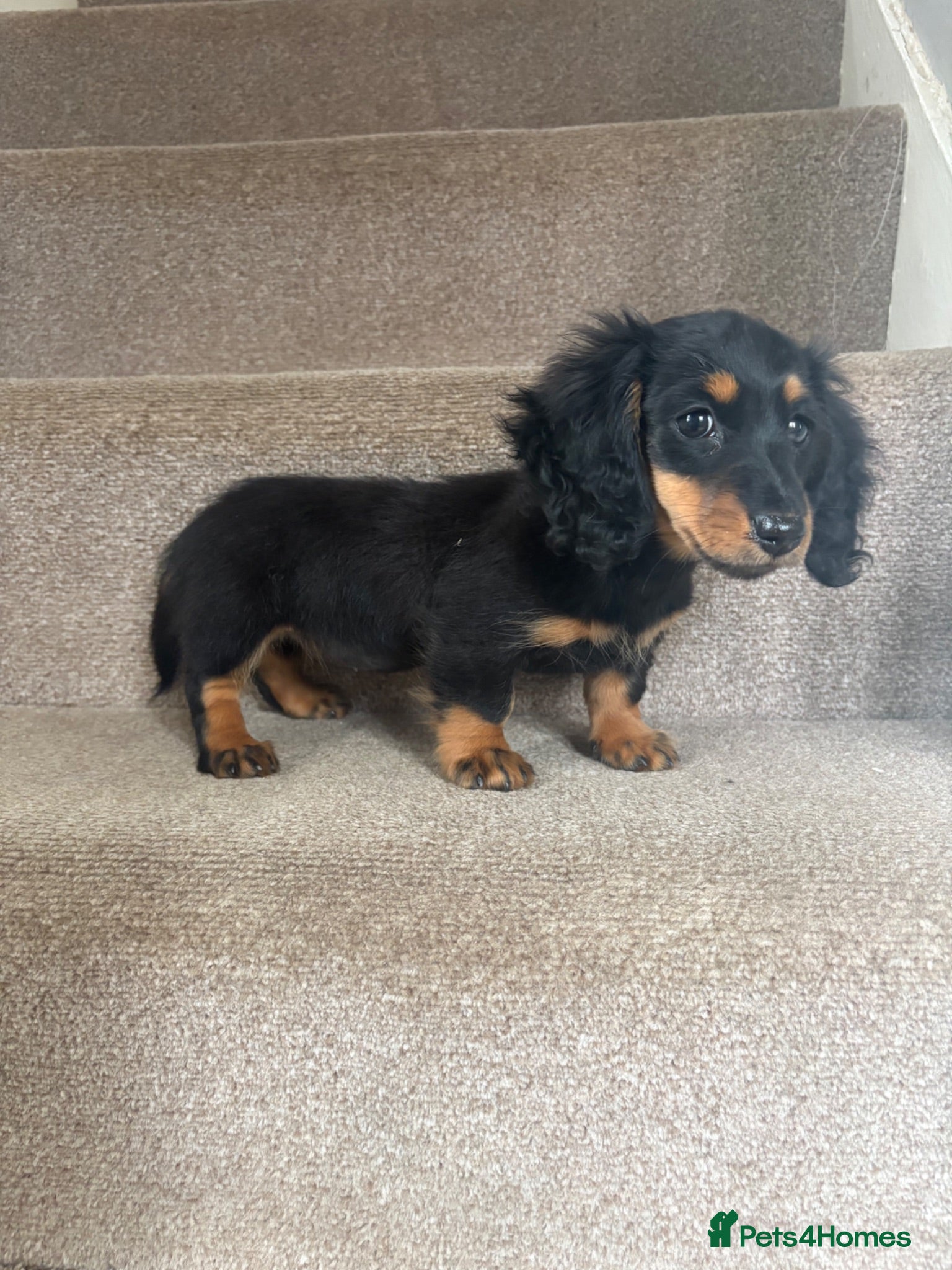 Miniature Dachshund dogs Last Female miniature longhaired PRA clear - Advert 1