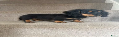 Miniature Dachshund 1