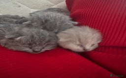 British Shorthair cats for sale: Beautiful British Shorthair Kittens  - Image 5