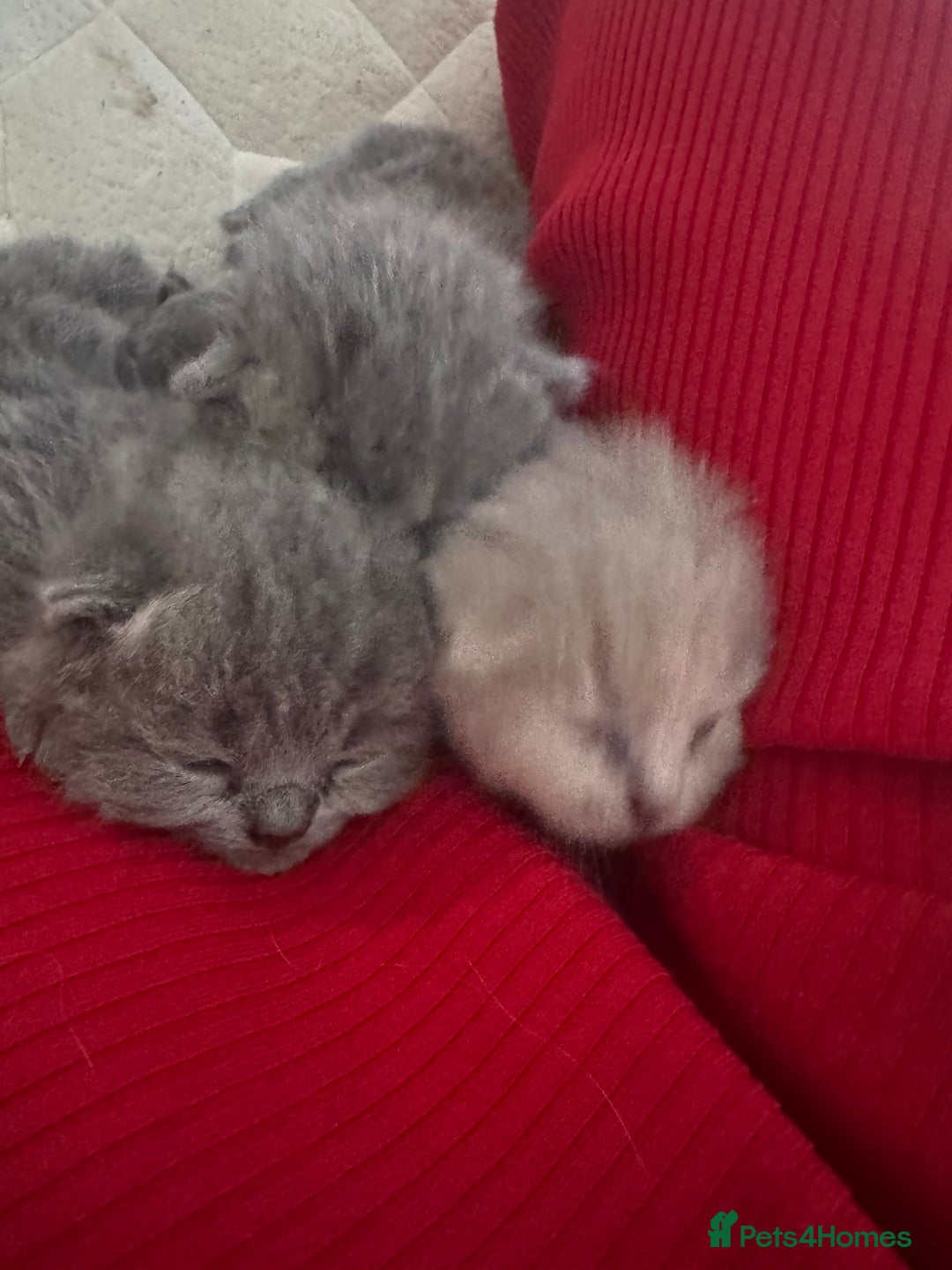 British Shorthair cats for sale: Beautiful British Shorthair Kittens  - Image 5