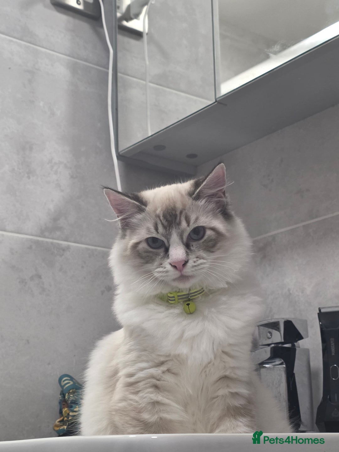 Ragdoll cats for sale: Playful loving boy looking for family home 🏡 - Advert 2
