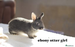 Netherland Dwarf rabbits for sale: new litters pure bred neterland dwarf - Image 7