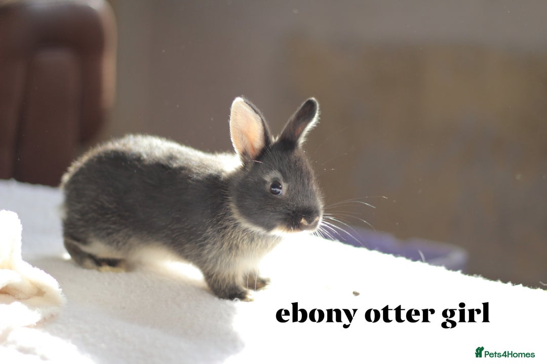 Netherland Dwarf rabbits for sale: new litters pure bred neterland dwarf - Image 7