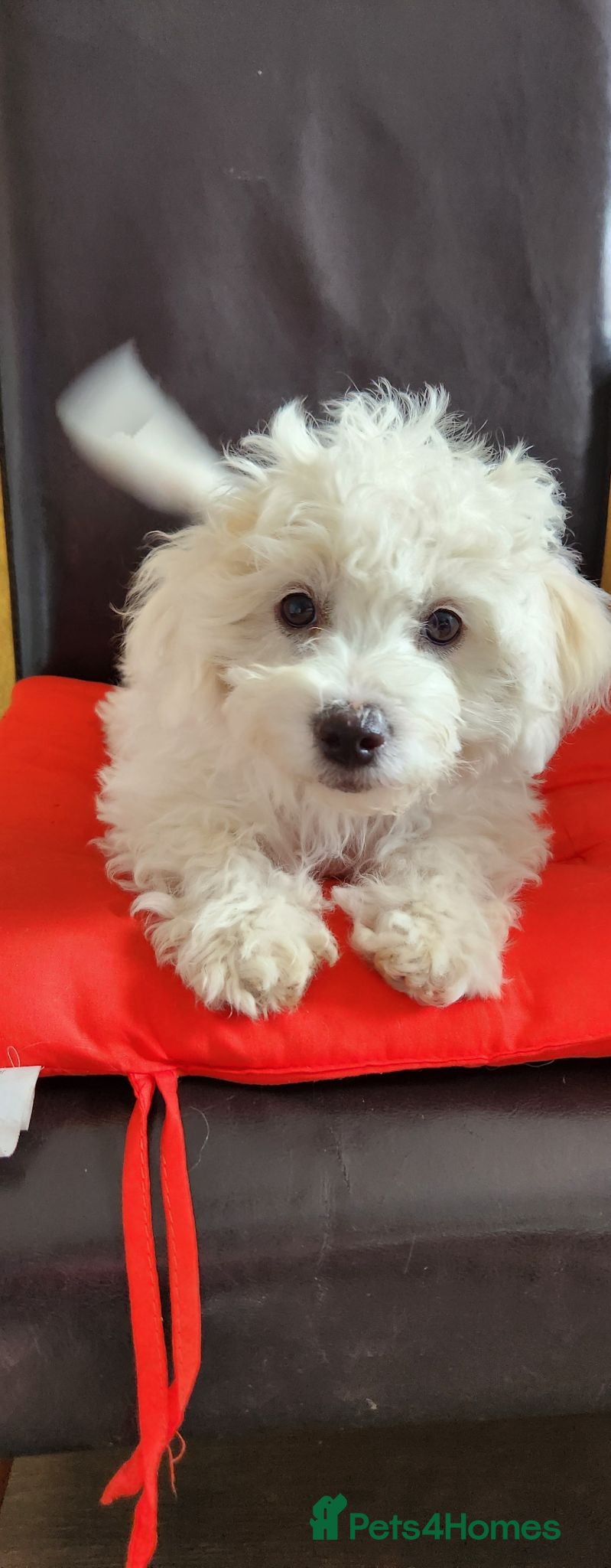 Bichon Frise dogs Bichon frise,, - Advert 1