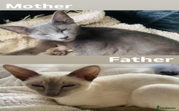 Mixed Breed cats for sale: Oriental X Siamese  - Image 35