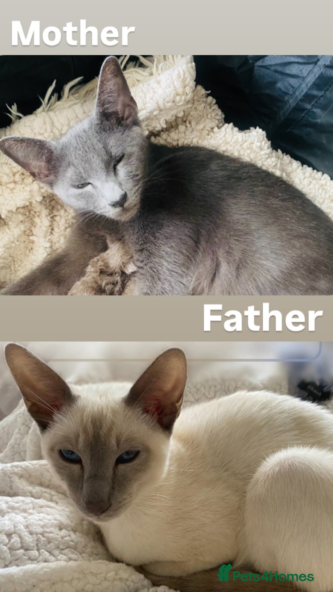 Mixed Breed cats for sale: Oriental X Siamese  - Image 35