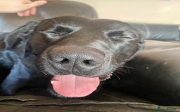 Labrador Retriever dogs for sale: Loveable Labrador Cross  - Image 2